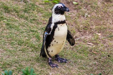 Afrika Pengueni Hayvanat Bahçesinde Kaya Üzerinde Duruyor - Yakın plan Vahşi Yaşam Portresi