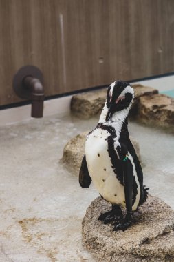 Kara Ayaklı Penguen Islak Kaya 'da Tehlikedeki Kuş Türleri