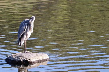 Zarif balıkçıl Sakince Yansıtıcı bir gölde duruyor