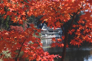 Sonbahar sezonu, canlı kırmızı akçaağaç yaprağı ve dağ manzarası boyunca Yufuin 'deki Kinrin Gölü Manzarası
