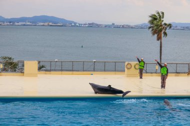 Akıllı Yunuslar Su Gösterisinde Renkli Çemberleri Dengeleyen