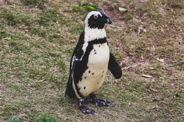 Afrika Pengueni Hayvanat Bahçesinde Kaya Üzerinde Duruyor - Yakın plan Vahşi Yaşam Portresi