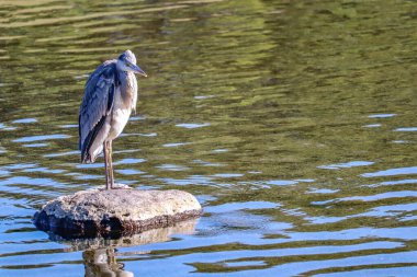 Zarif balıkçıl Sakince Yansıtıcı bir gölde duruyor