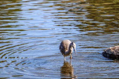 Zarif balıkçıl Sakince Yansıtıcı bir gölde duruyor