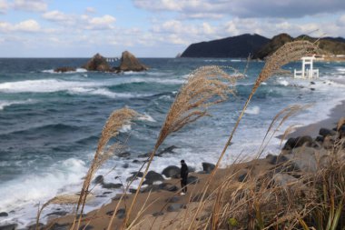 Yumuşak dalgalarla okyanusun manzarası, rüzgarda sallanan uzun otlar ve kabarık bulutlarla dolu canlı mavi bir gökyüzü. Mükemmel doğa ve mevsimsel arka plan.