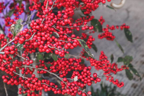 Ярко-красная зима Фрукты Праздничный завод для сезонного дизайна