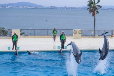 Marine Park Entertainment, Yunuslar Sudan Atlıyor