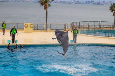 Zıplayan Yunuslar Deniz Görünümü Arkaplanlı Su Havuzunda Numara Yapıyorlar