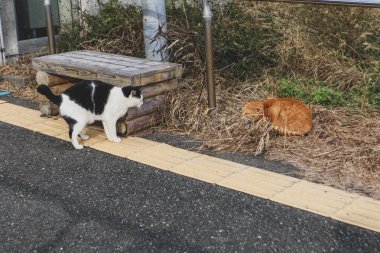 Siyah ve Beyaz Kedi Kırsal Japonya 'da bir ahşap bankın yanında kızıl kediyle yüzleşiyor.
