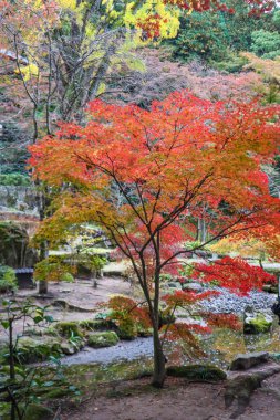 Maple Leaves 'le Japon Yaprakları Serene Park Arkaplanına Karşı Çarpıcı Düşüşü