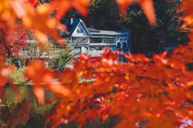 Canlı Akçaağaç Yaprakları Geleneksel Çerçeve Binası Kinrin-ko Gölü, Japonya.