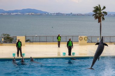 Marine Park Entertainment: Yunuslar Sudan Atlıyor