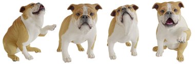 Üç boyutlu, beyaz bir arka planda dört farklı pozda sevimli bir boğa köpeği oluşturdu. 