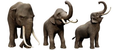 Üç farklı pozda üç boyutlu görüntülenmiş fil, beyaz arka planda izole edilmiş. 
