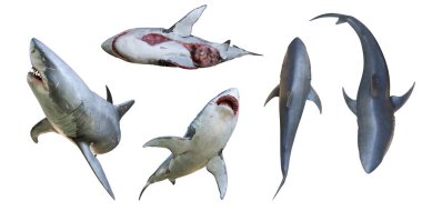 Üç boyutlu büyük beyaz köpekbalığı farklı pozlarda beyaz arka planda izole edildi. Her poz yüksek çözünürlüklü bir resim. 