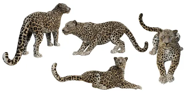 3D rendered leopard in four different poses isolated on a white background. Each pose is a high resolution image.