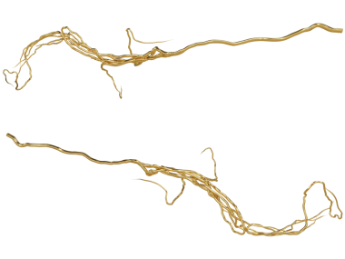 Şeffaf bir arkaplanda izole edilmiş 3 boyutlu altın sarmaşıklar.