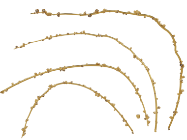 Şeffaf bir arkaplanda izole edilmiş 3 boyutlu altın sarmaşıklar.