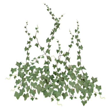 Şeffaf arkaplanda izole edilmiş yeşil bir sarmaşığın 3D çizimi