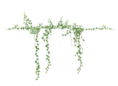 Şeffaf arkaplanda izole edilmiş yeşil bir sarmaşığın 3D çizimi