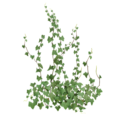 Şeffaf arkaplanda izole edilmiş yeşil bir sarmaşığın 3D çizimi