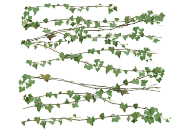 Şeffaf arkaplanda izole edilmiş yeşil bir sarmaşığın 3D çizimi