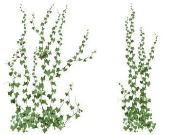 Şeffaf arkaplanda izole edilmiş yeşil bir sarmaşığın 3D çizimi