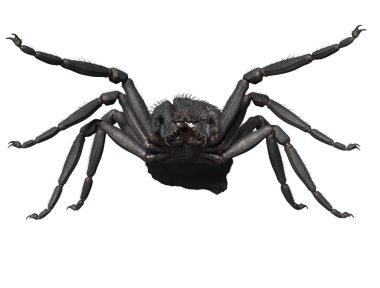 3D oluşturulmuş fantezi karanlık örümcek şeffaf arka planda izole