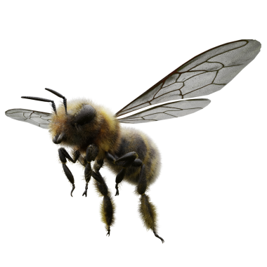 Şeffaf arkaplanda 3D oluşturulmuş arı izole edildi