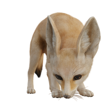 Şeffaf arkaplanda 3 boyutlu çöl tilkisi izole edildi