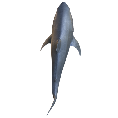 3D, şeffaf arkaplanda büyük beyaz köpekbalığını izole etti.