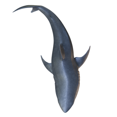 3D, şeffaf arkaplanda büyük beyaz köpekbalığını izole etti.