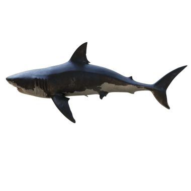 3D, şeffaf arkaplanda büyük beyaz köpekbalığını izole etti.