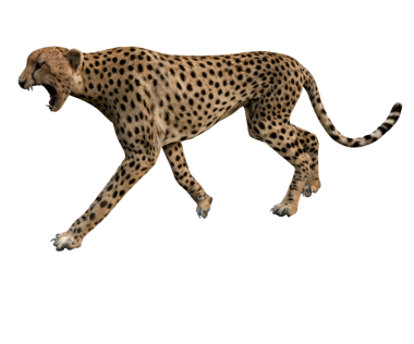 Şeffaf arkaplanda 3D oluşturulmuş çita izole edildi