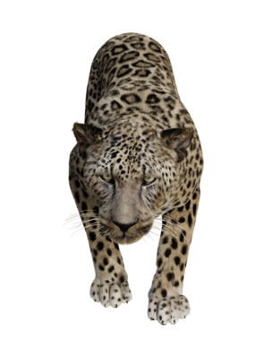 3D oluşturulmuş leopar şeffaf arkaplanda izole edildi