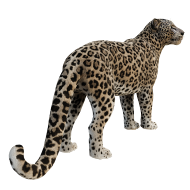 3D oluşturulmuş leopar şeffaf arkaplanda izole edildi
