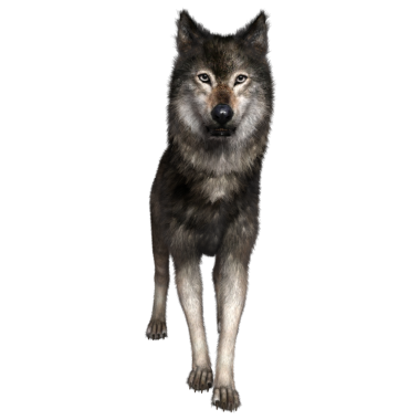 Şeffaf arkaplanda 3 boyutlu kahverengi kurt izole edildi