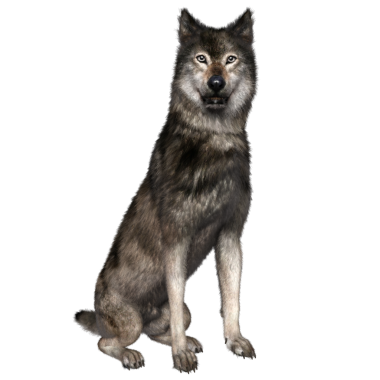 Şeffaf arkaplanda 3 boyutlu kahverengi kurt izole edildi