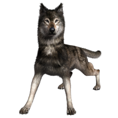 Şeffaf arkaplanda 3 boyutlu kahverengi kurt izole edildi