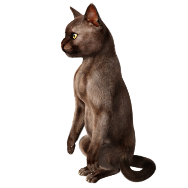 3 boyutlu sevimli kedi şeffaf arkaplanda izole edildi 