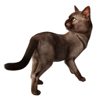 3 boyutlu sevimli kedi şeffaf arkaplanda izole edildi 