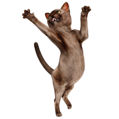 3 boyutlu sevimli kedi şeffaf arkaplanda izole edildi 