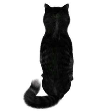 3D oluşturulmuş fantezi kara kedi şeffaf arka planda izole