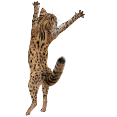 3 Boyutlu sevimli Savannah kedisi şeffaf arka planda izole edilmiş