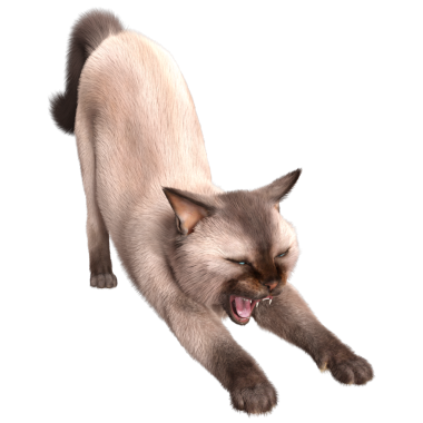 Şeffaf arkaplanda 3 boyutlu sevimli Siyam kedisi izole edilmiş