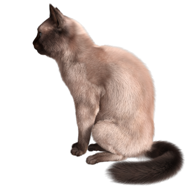 Şeffaf arkaplanda 3 boyutlu sevimli Siyam kedisi izole edilmiş