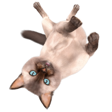 Şeffaf arkaplanda 3 boyutlu sevimli Siyam kedisi izole edilmiş