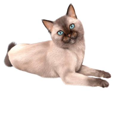 Şeffaf arkaplanda 3 boyutlu sevimli Siyam kedisi izole edilmiş