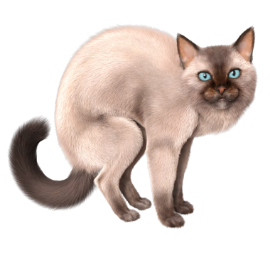 Şeffaf arkaplanda 3 boyutlu sevimli Siyam kedisi izole edilmiş