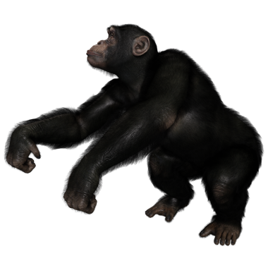 3 boyutlu, şeffaf bir arkaplanda izole edilmiş sevimli bir şempanzenin çizimi.
